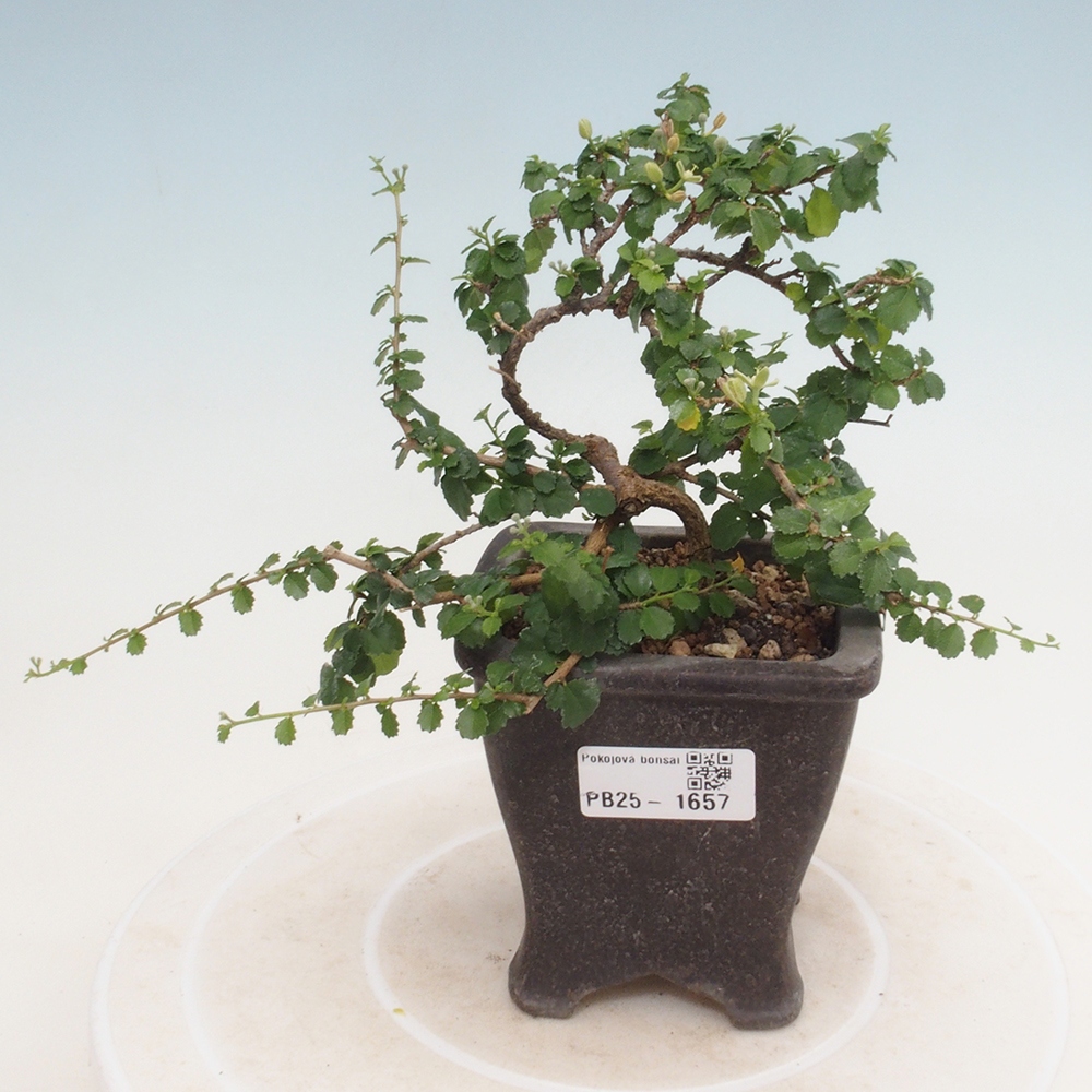 Zimmerbonsai - Grewia sp. - Kleinblättriges Grewie