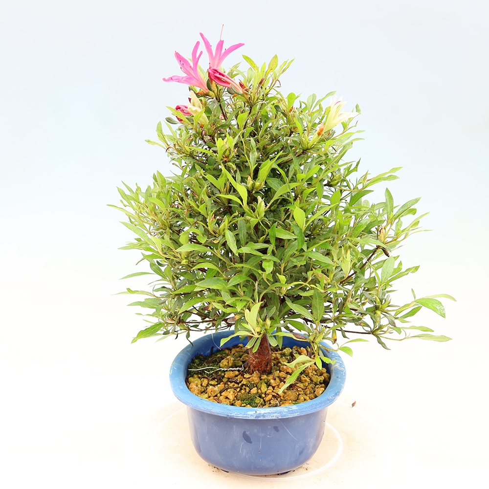 Bonsai für draußen - Japanische Azalee - Azalea Ryusen