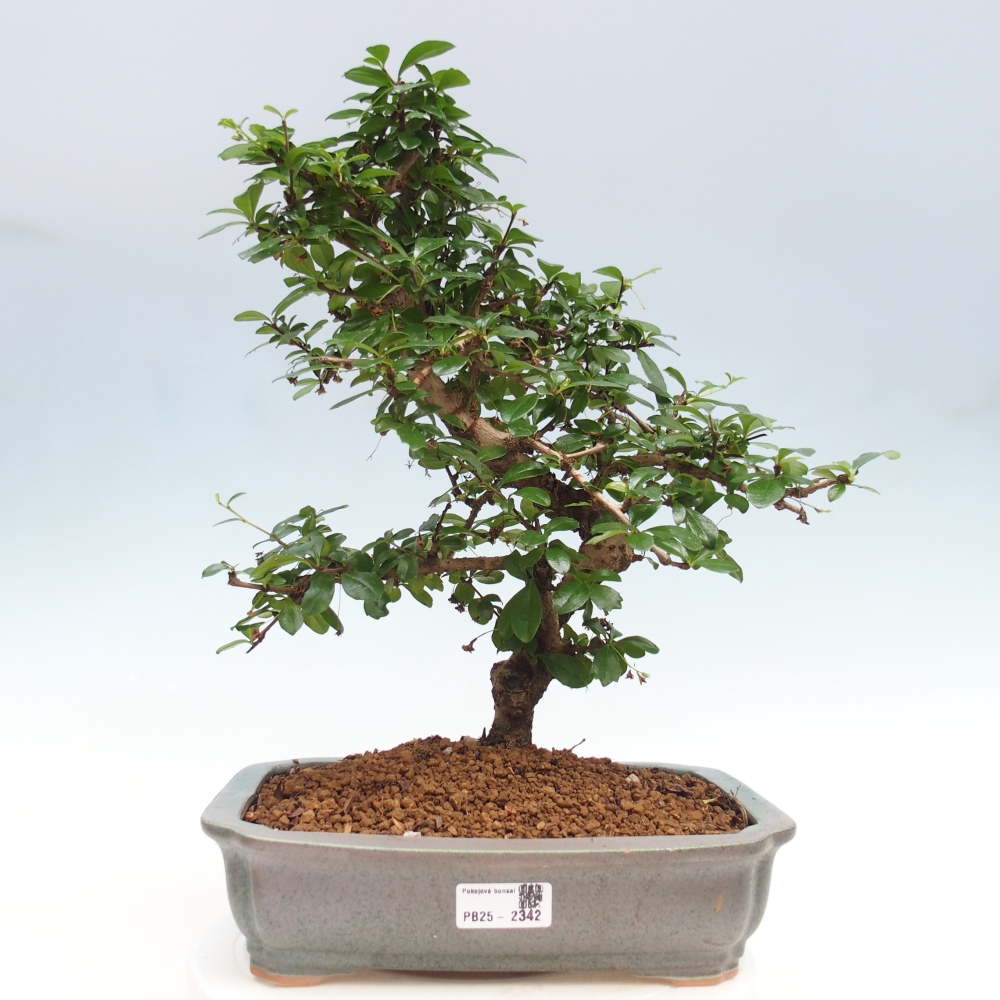 Zimmer Bonsai - Carmona macrophylla - Tea Fuki