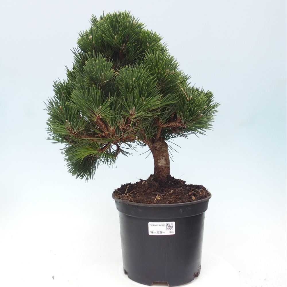 Bonsai für draußen - Pinus thunbergii senjyumaru - Thunberg-Kiefer