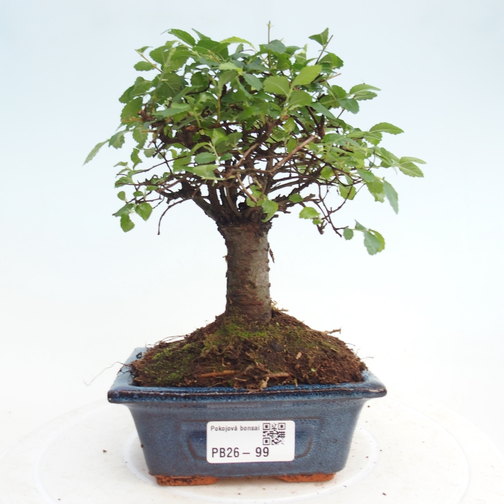 Zimmerbonsai - Ulmus parvifolia - Kleinblättrige Ulme