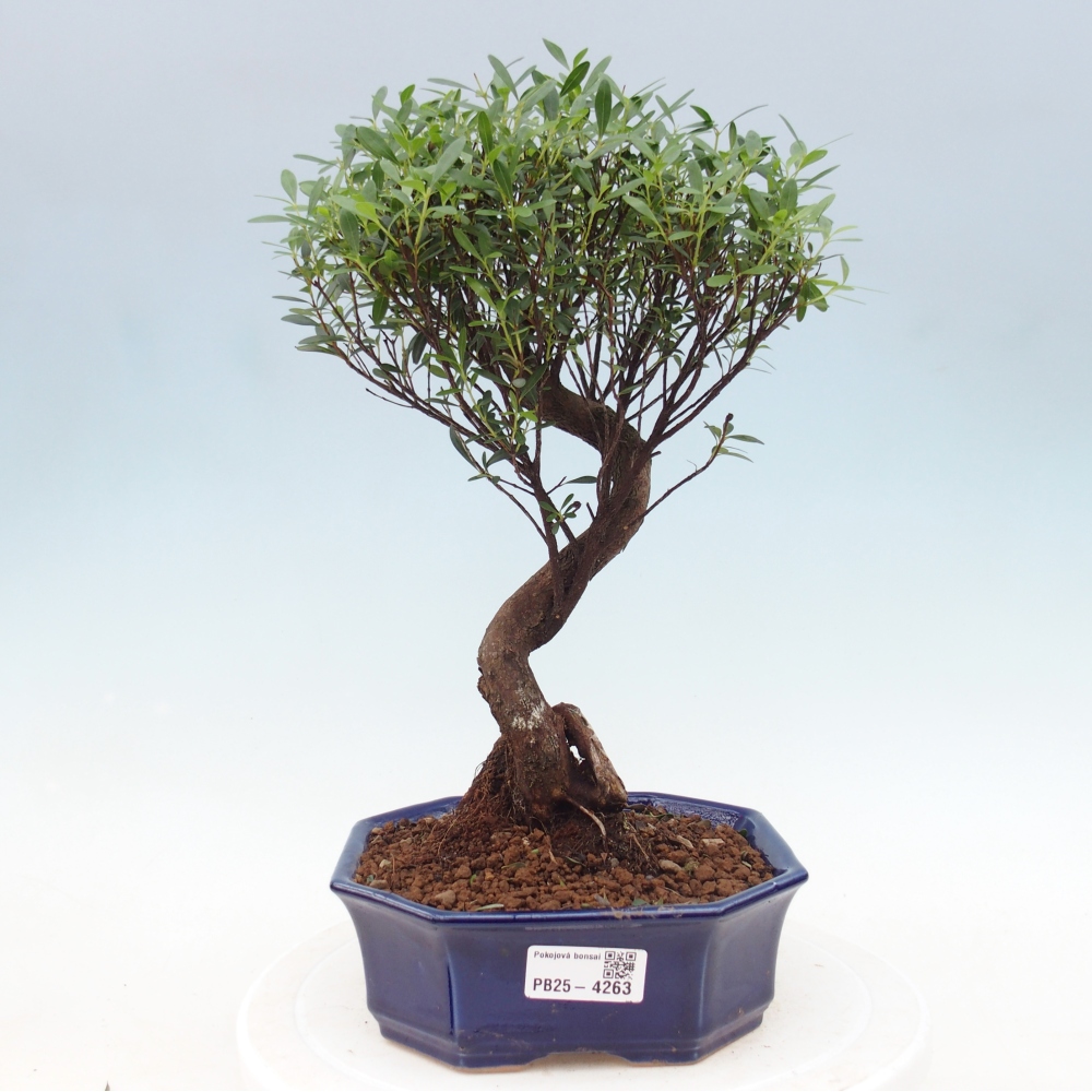 Zimmer Bonsai - Syzygium - Piment