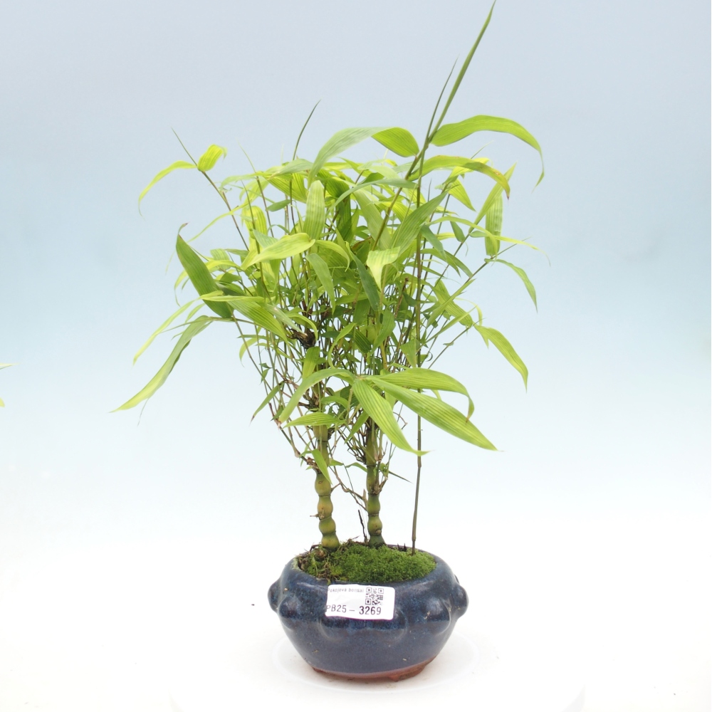 Zimmer Bonsai - Bambus budha-Bambus budha bauch