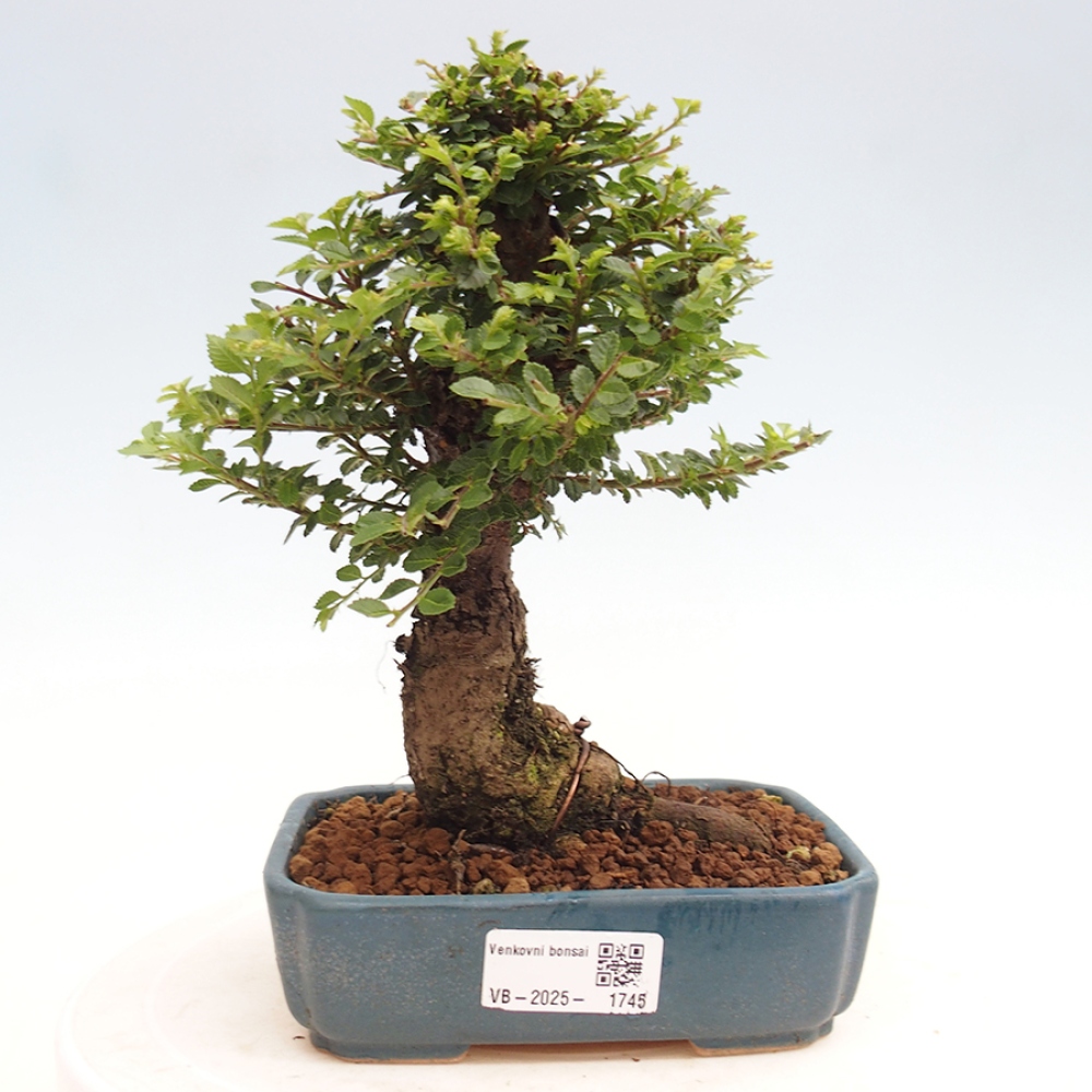 Bonsai im Freien - Ulmus parvifolia Hokkaido - Chinesische Ulme