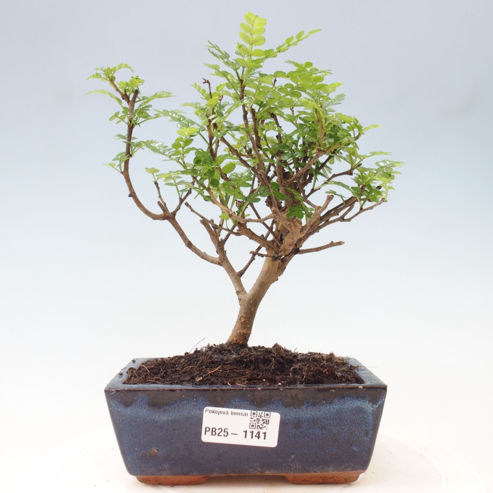 Indoor-Bonsai - Zantoxylum piperitum - Pfefferminze