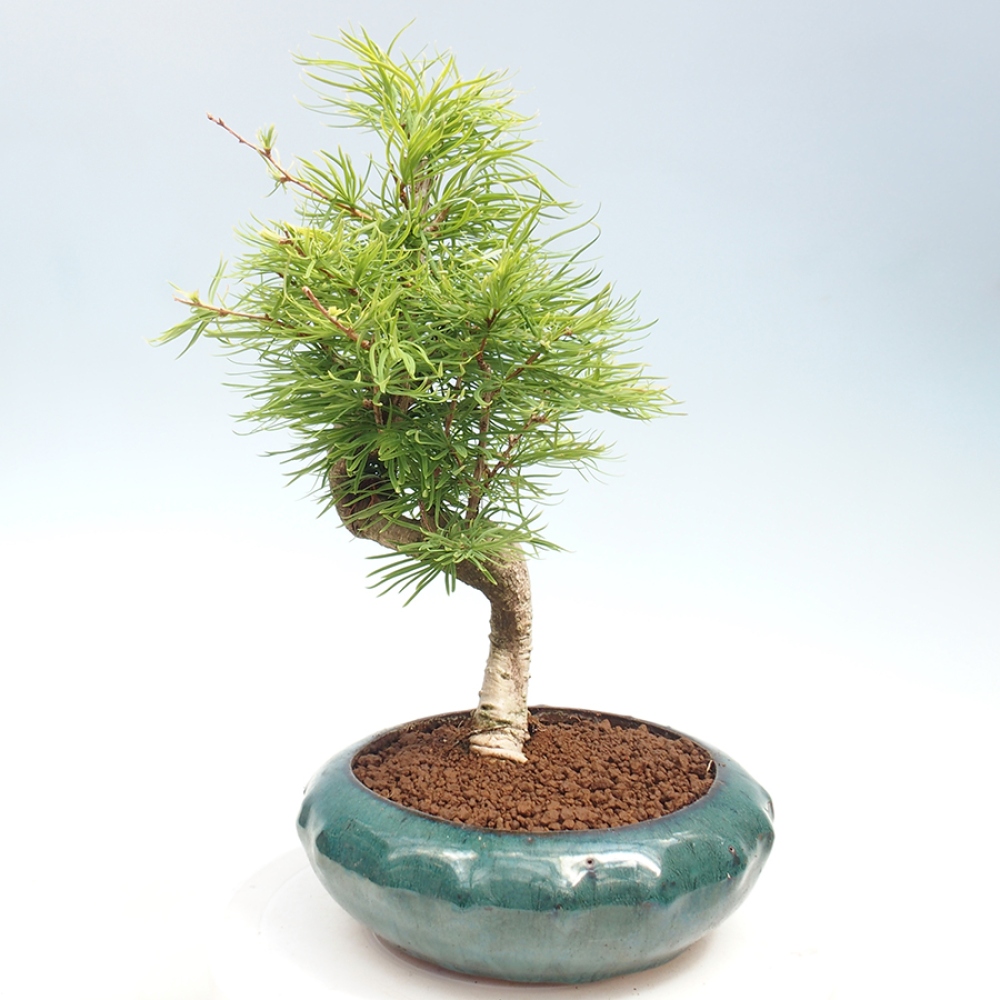 Bonsai im Freien - Löwenzahn - Pseudolarix amabis