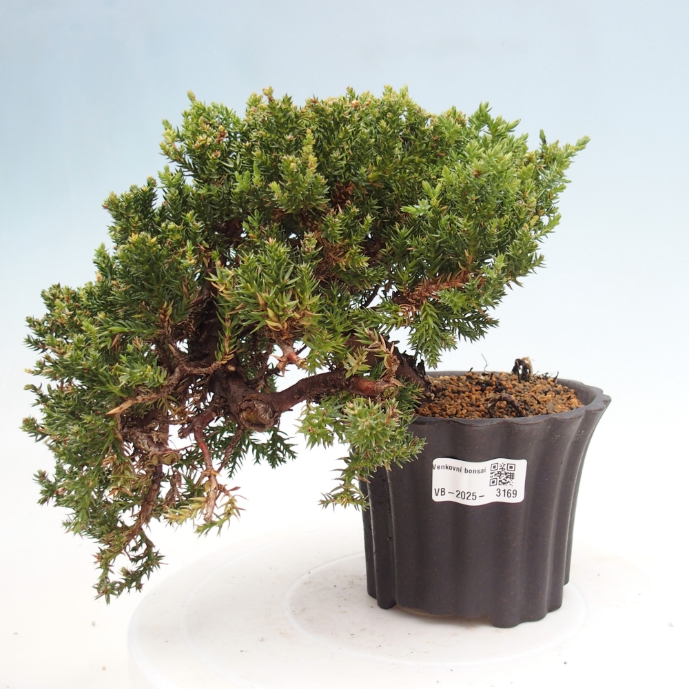 Bonsai im Freien - Juniperus procumbens - Niedergeworfener Wacholder