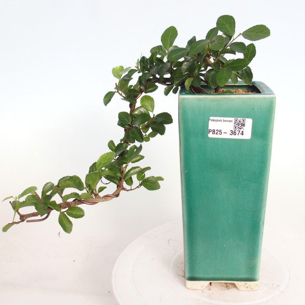 Zimmerbonsai - Grewia occidentalis - Lavendel Seestern