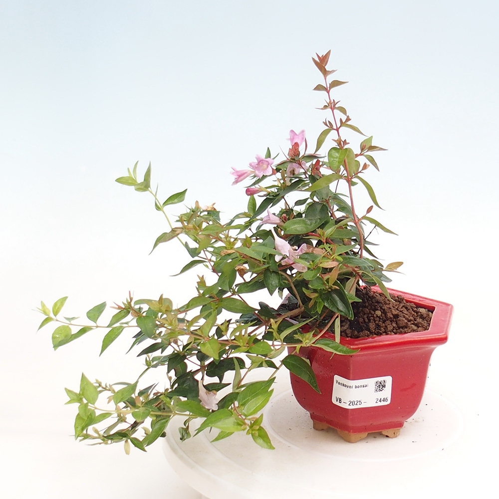 Bonsai im Freien - Abelia Grandiflora - Abelia grandiflora