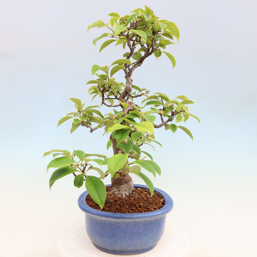 Bonsai für draußen - Pseudocydonia sinensis - Chinesische Quitte