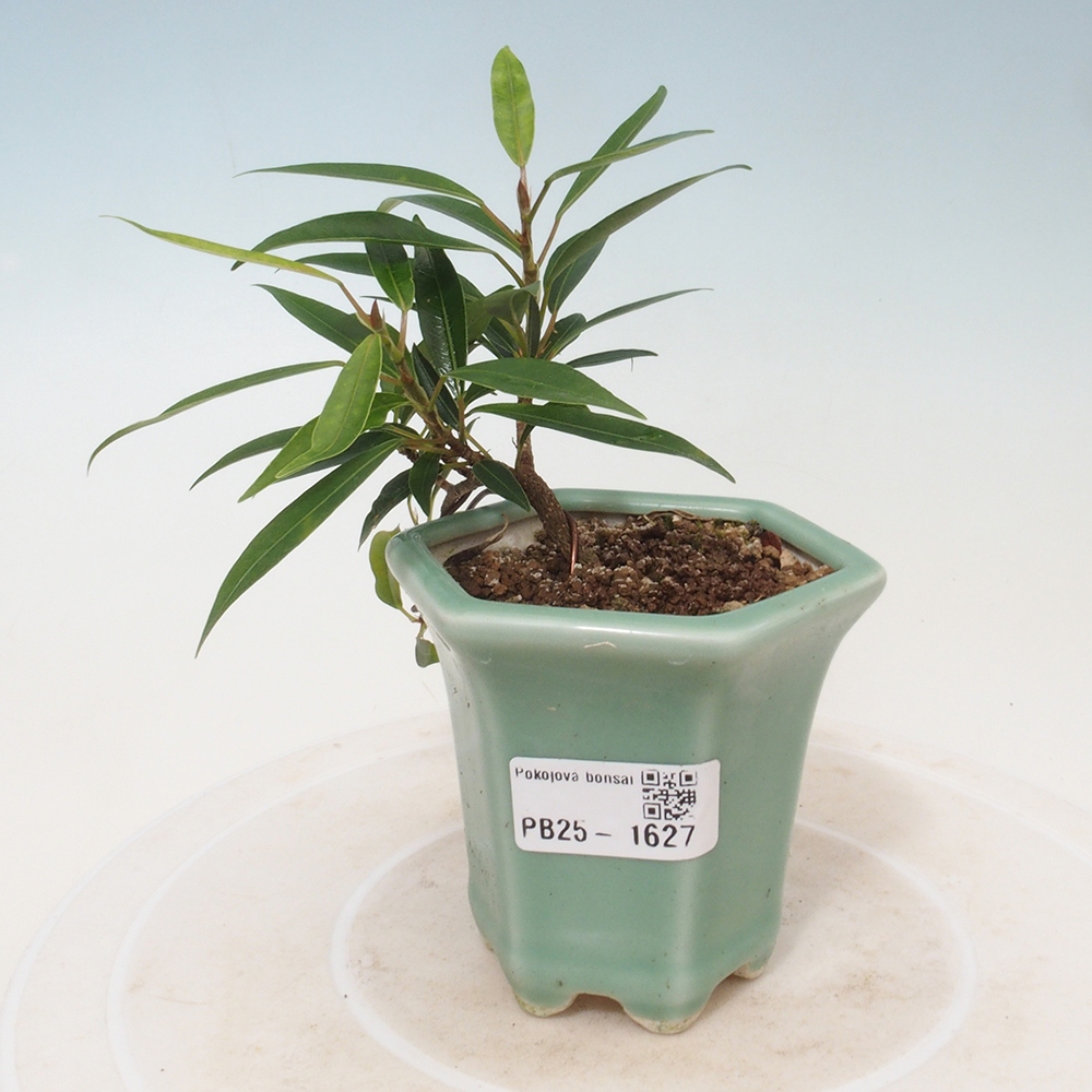Zimmerbonsai - Ficus nerifolia - kleinblättriger Ficus