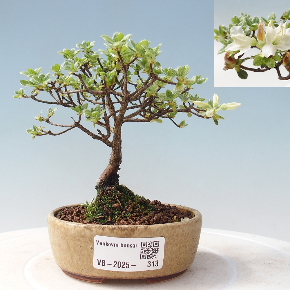 Outdoor-Bonsai - Rododendron indicum - Japanische Azalee