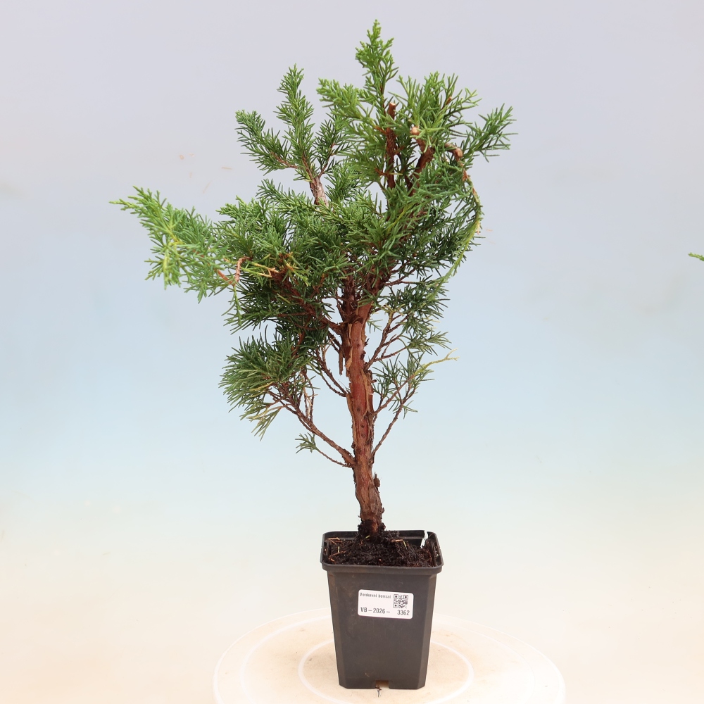 Bonsai für draußen - Juniperus chinensis Kishu