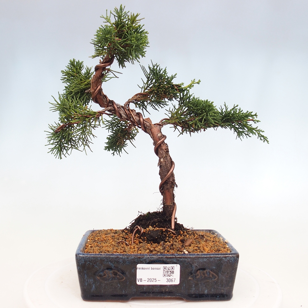 Bonsai im Freien - Juniperus chinensis Kishu - Chinesischer Wacholder