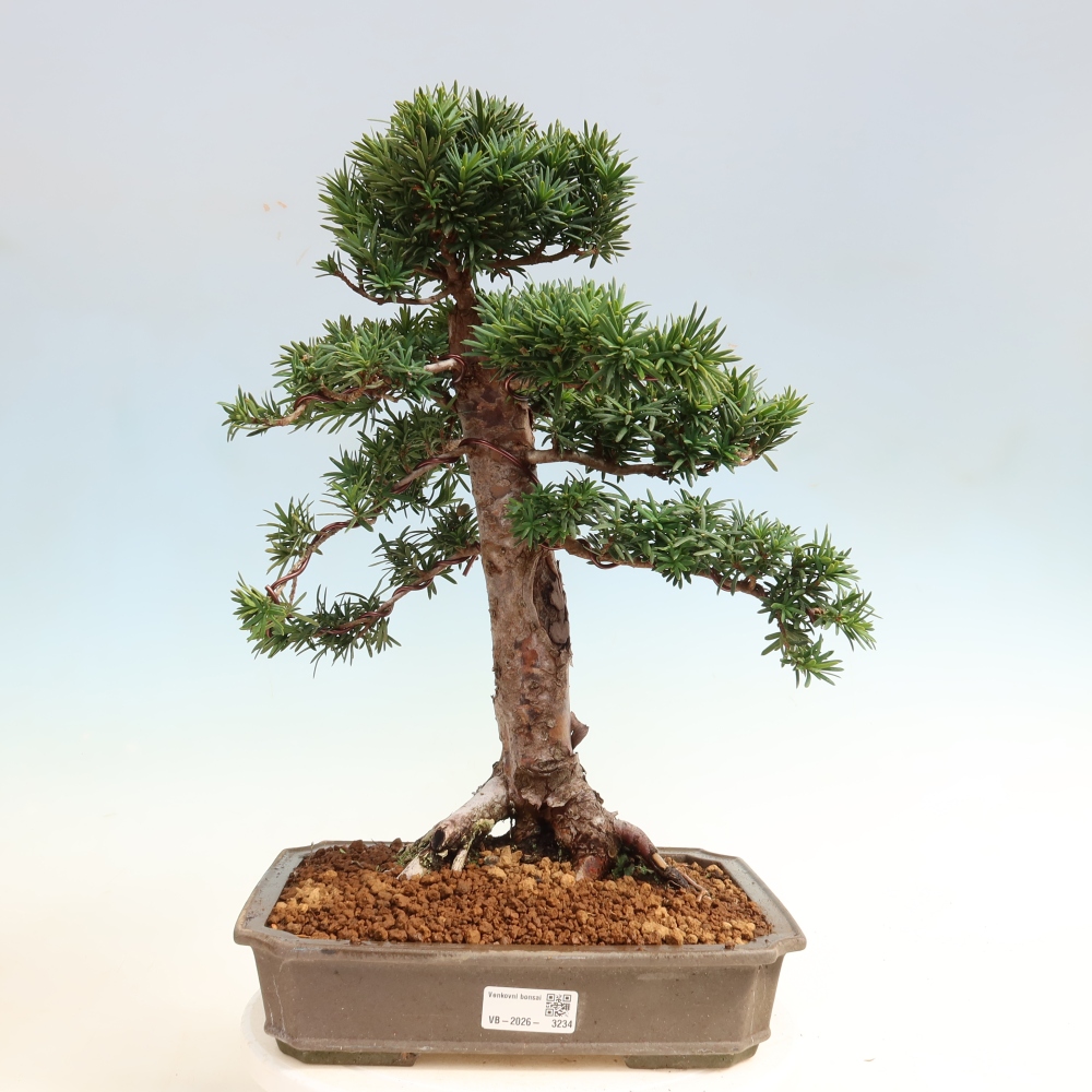 Bonsai für draußen - Taxus cuspidata - Japanische Eibe