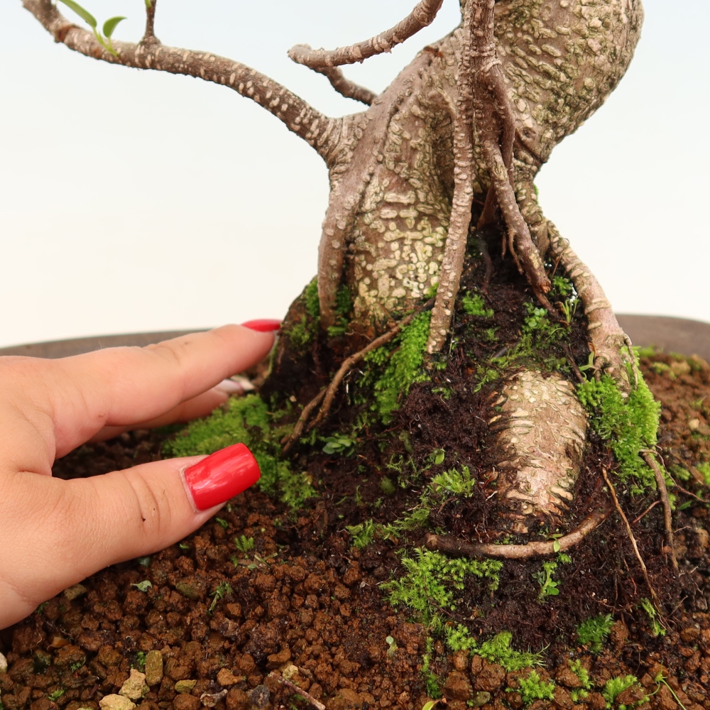 Zimmerbonsai - Ficus kimmen - Kleinblättriger Ficus