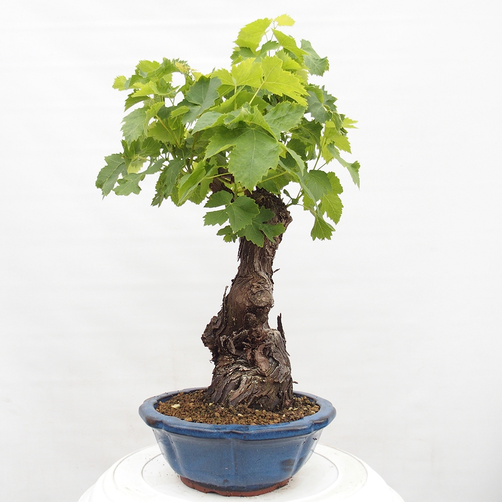 Bonsai im Freien - Vitis vinnifera MUSKAT ITALIA  - Weinrebe