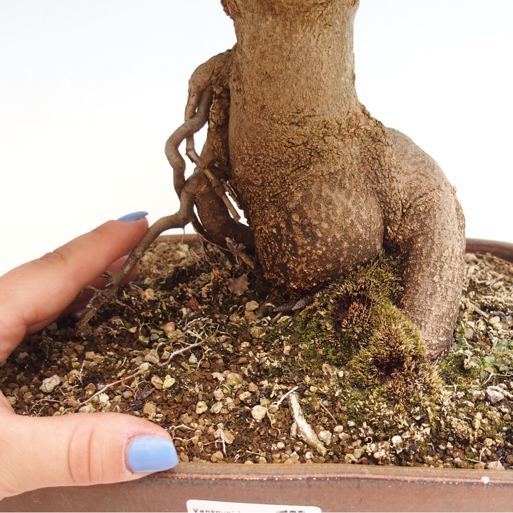 Bonsai im Freien - Ahorn Buergerianum - Burger Maple