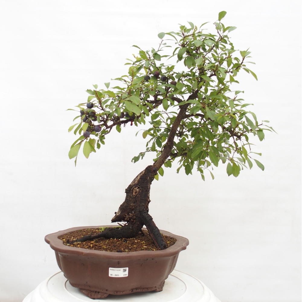 Outdoor-Bonsai - Prunus spinosa - Schwarzdorn