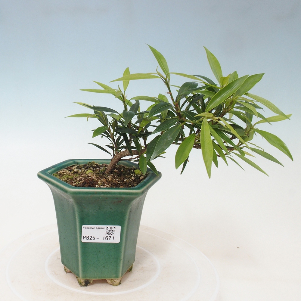 Zimmerbonsai - Ficus nerifolia - kleinblättriger Ficus