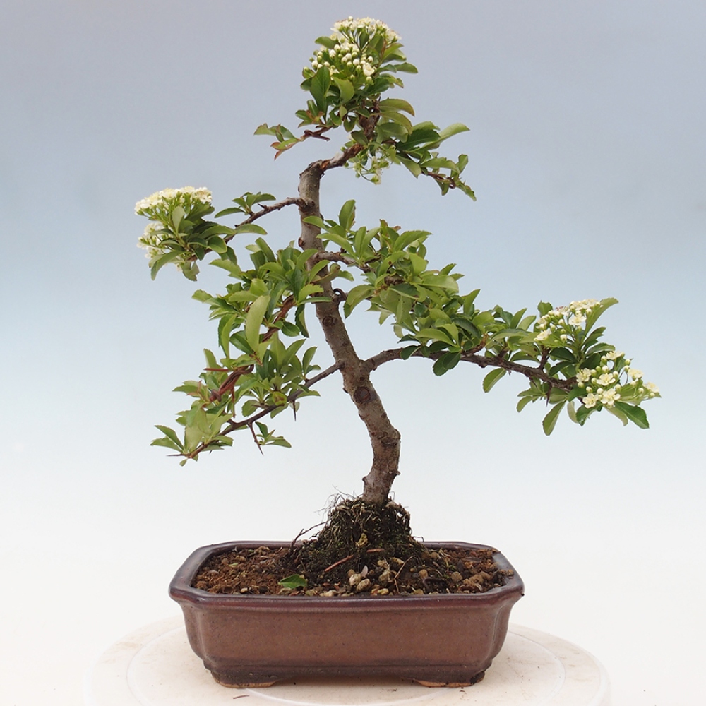 Outdoor Bonsai-Pyracanta Teton -Bäckerei
