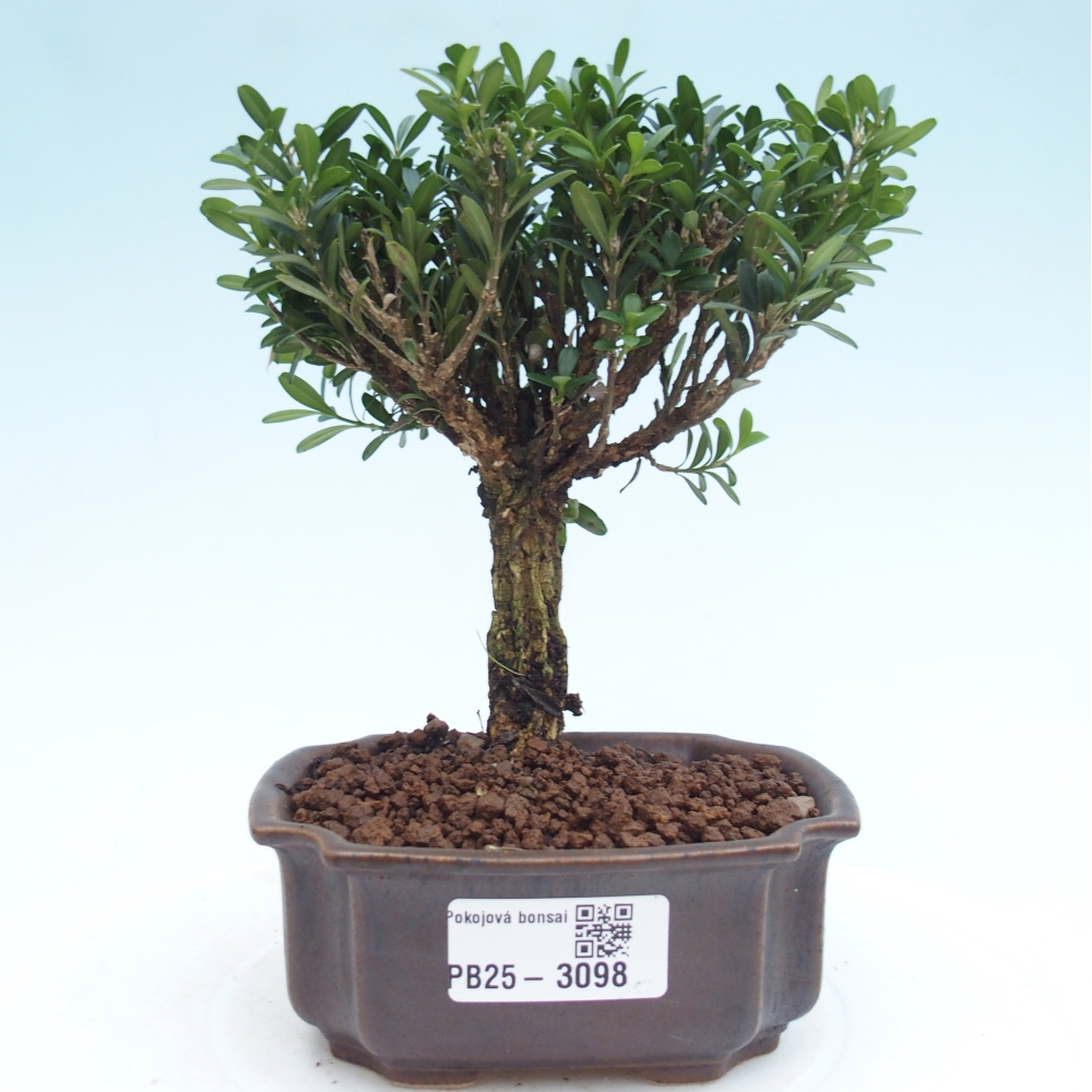 Zimmer Bonsai - Buxus harlandii - Kork Buchsbaum