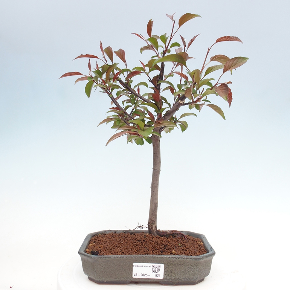 Freilandbonsai - Malus Domestica - Kleinfruchtiger rotblättriger Apfelbaum