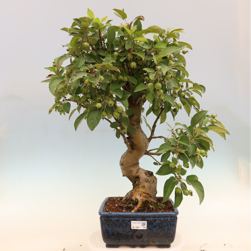 Outdoor-Bonsai -Malus halliana - Kleinfrüchtiger Apfelbaum