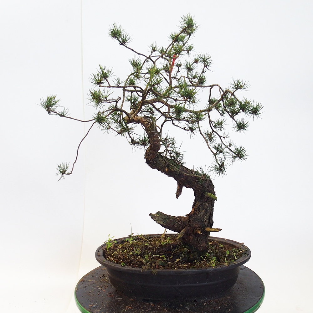Yamadori - Pinus sylvestris Spanien