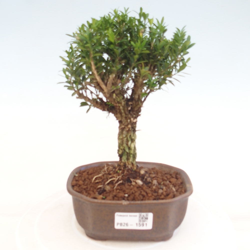 Zimmer Bonsai - Buxus harlandii - Korkbuxus