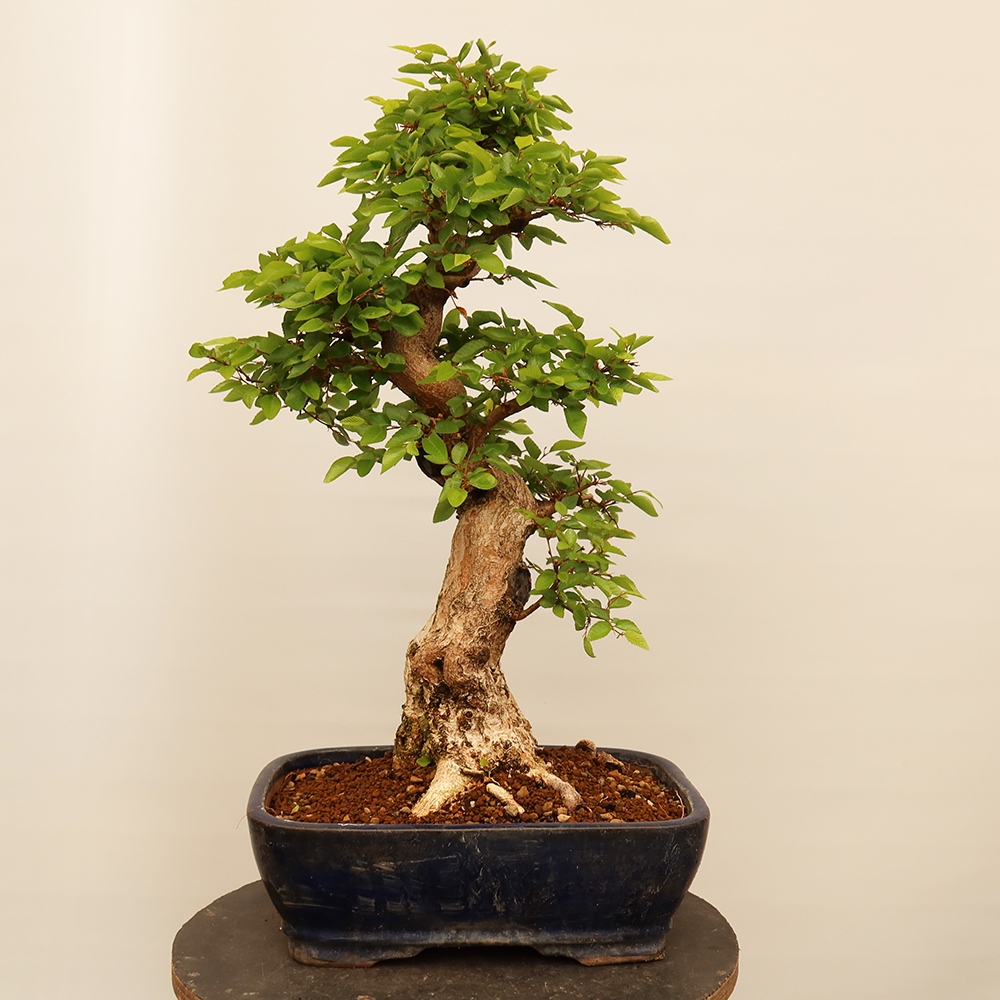 Bonsai im Freien - Carpinus Coreana - Koreanische Hainbuche