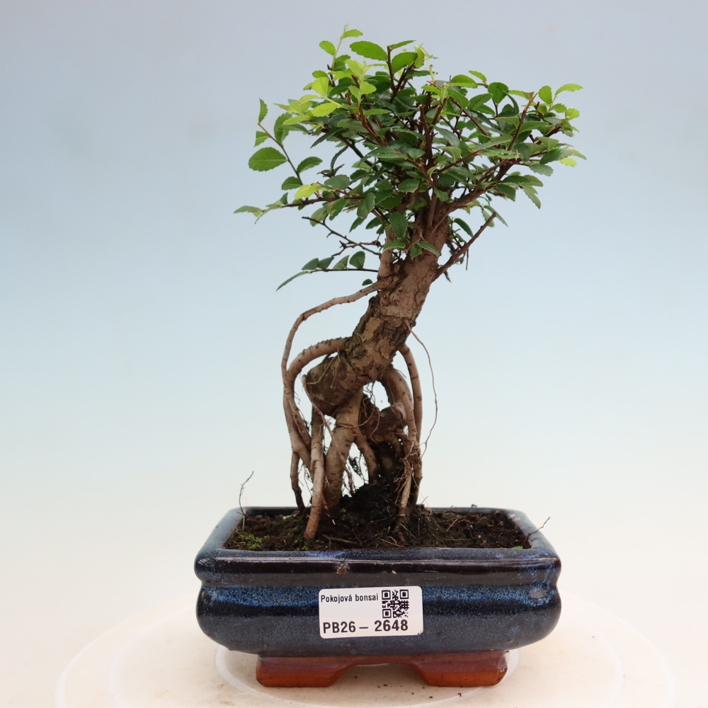 Zimmerbonsai - Ulmus parvifolia - Kleinblättrige Ulme
