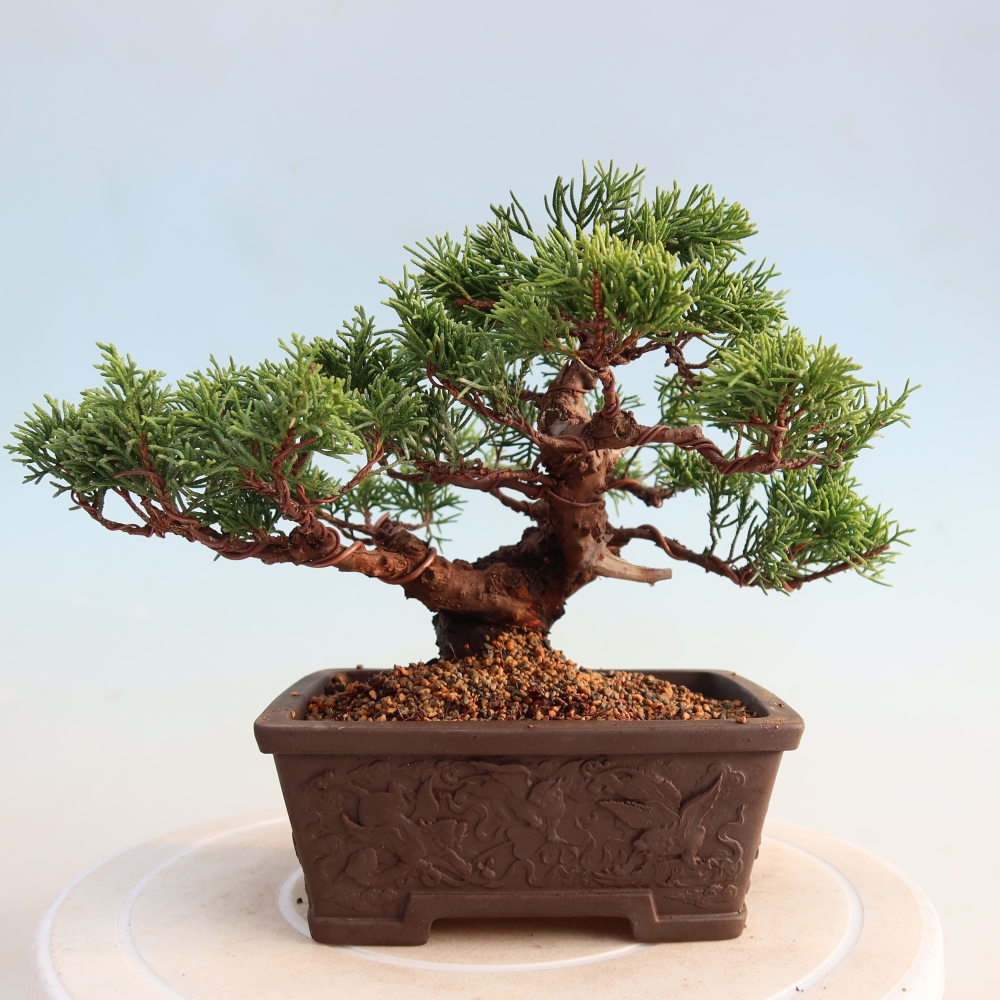 Outdoor bonsai - Juniperus chinensis Itoigawa - Chinese juniper
