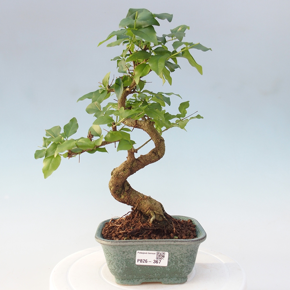 Zimmer Bonsai -Ligustrum chinensis - Vogelschnabel