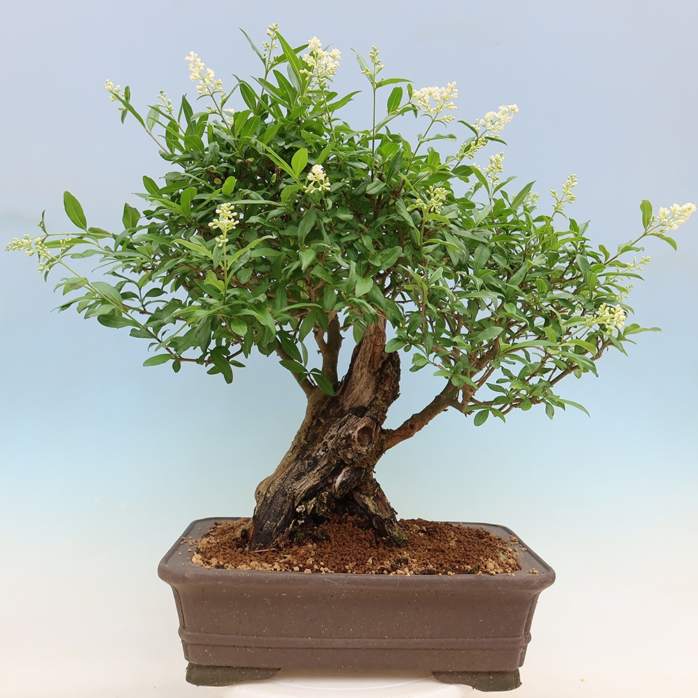 Bonsai für draußen - Ligustrum vulgare - Vogelschnabel
