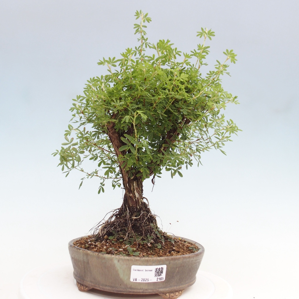 Outdoor-Bonsai-Fingerkraut - Potentila fruticosa gelber Vogel