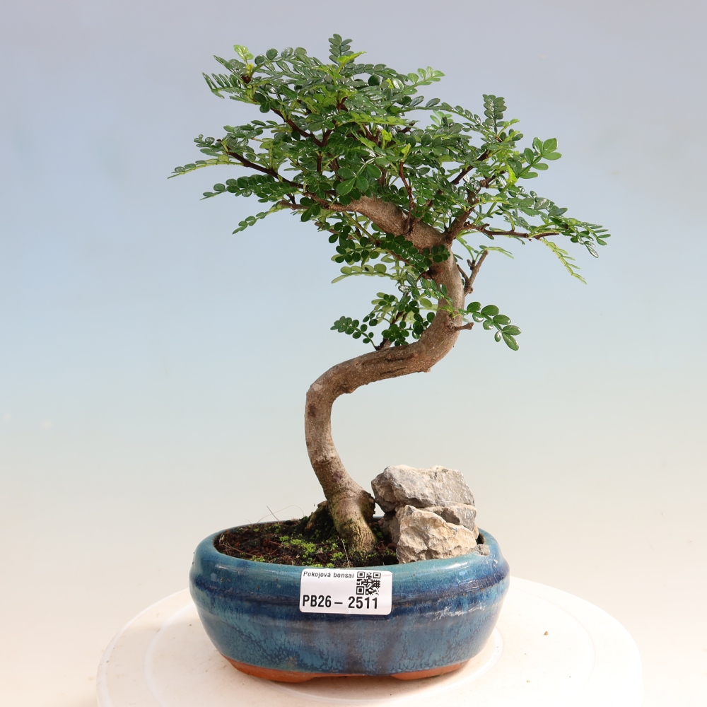 Zimmer Bonsai - Zantoxylum piperitum - Pfefferbaum