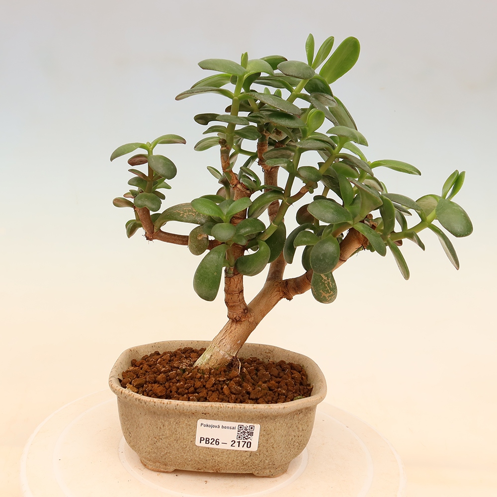 Zimmer Bonsai - Portulakaria Afra - Tlustice
