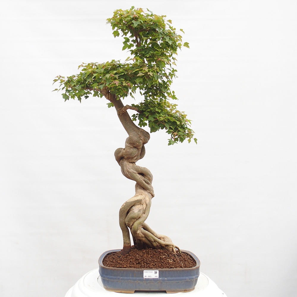 Bonsai im Freien - Ahorn Buergerianum - Burger Maple