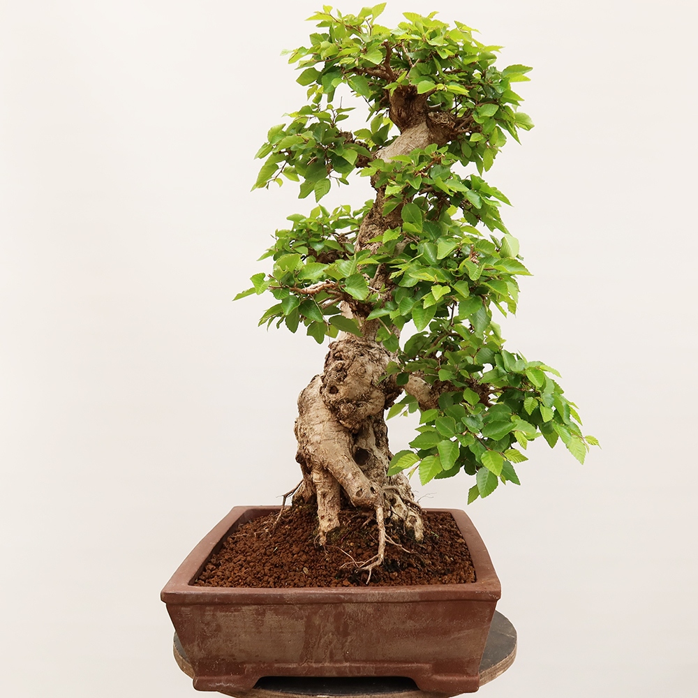 Bonsai im Freien - Carpinus Coreana - Koreanische Hainbuche