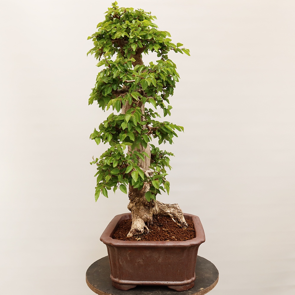 Bonsai im Freien - Carpinus Coreana - Koreanische Hainbuche