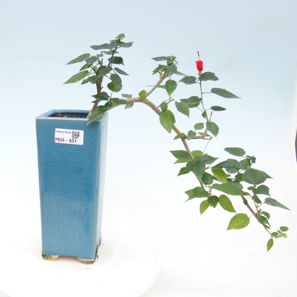 Zimmerbonsai - Malvaviscus arboreus