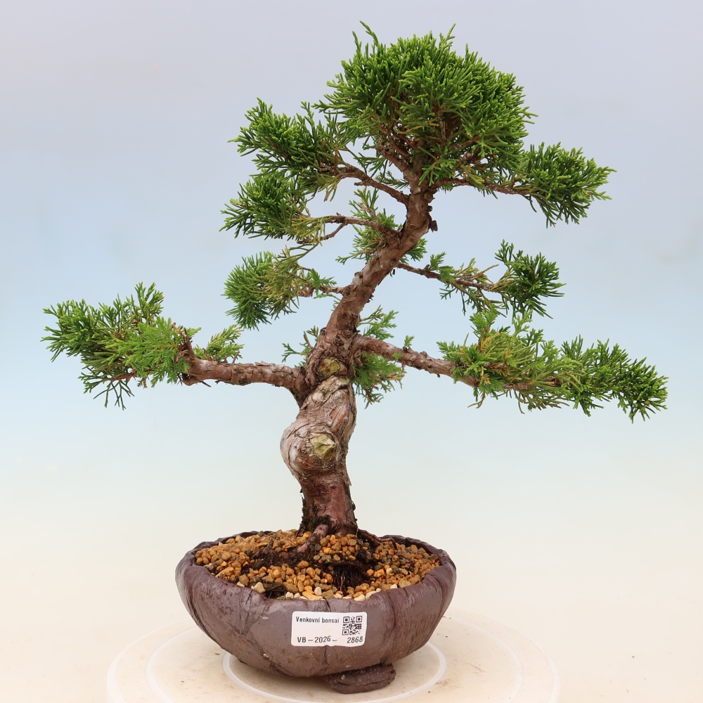 Bonsai für draußen - Juniperus chinensis Itoigawa