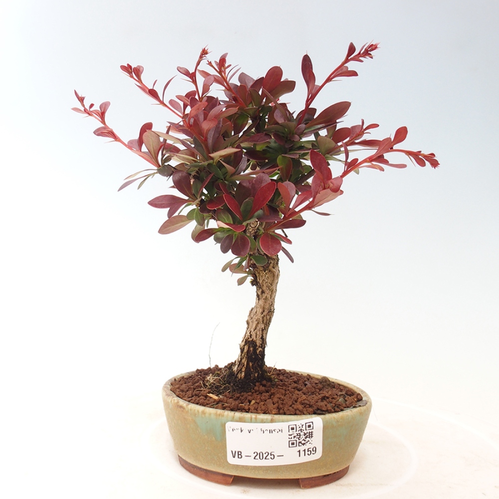 Bonsai im Freien - Berberis thunbergii Kobold - Dřištál Thunberg's