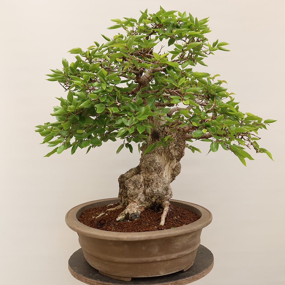Bonsai im Freien - Carpinus Coreana - Koreanische Hainbuche