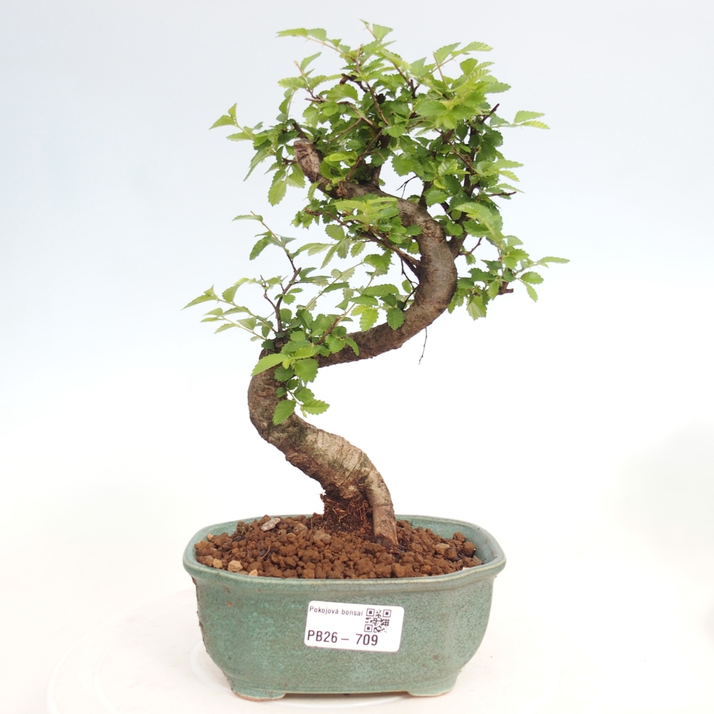 Zimmerbonsai - Ulmus parvifolia - Kleinblättrige Ulme