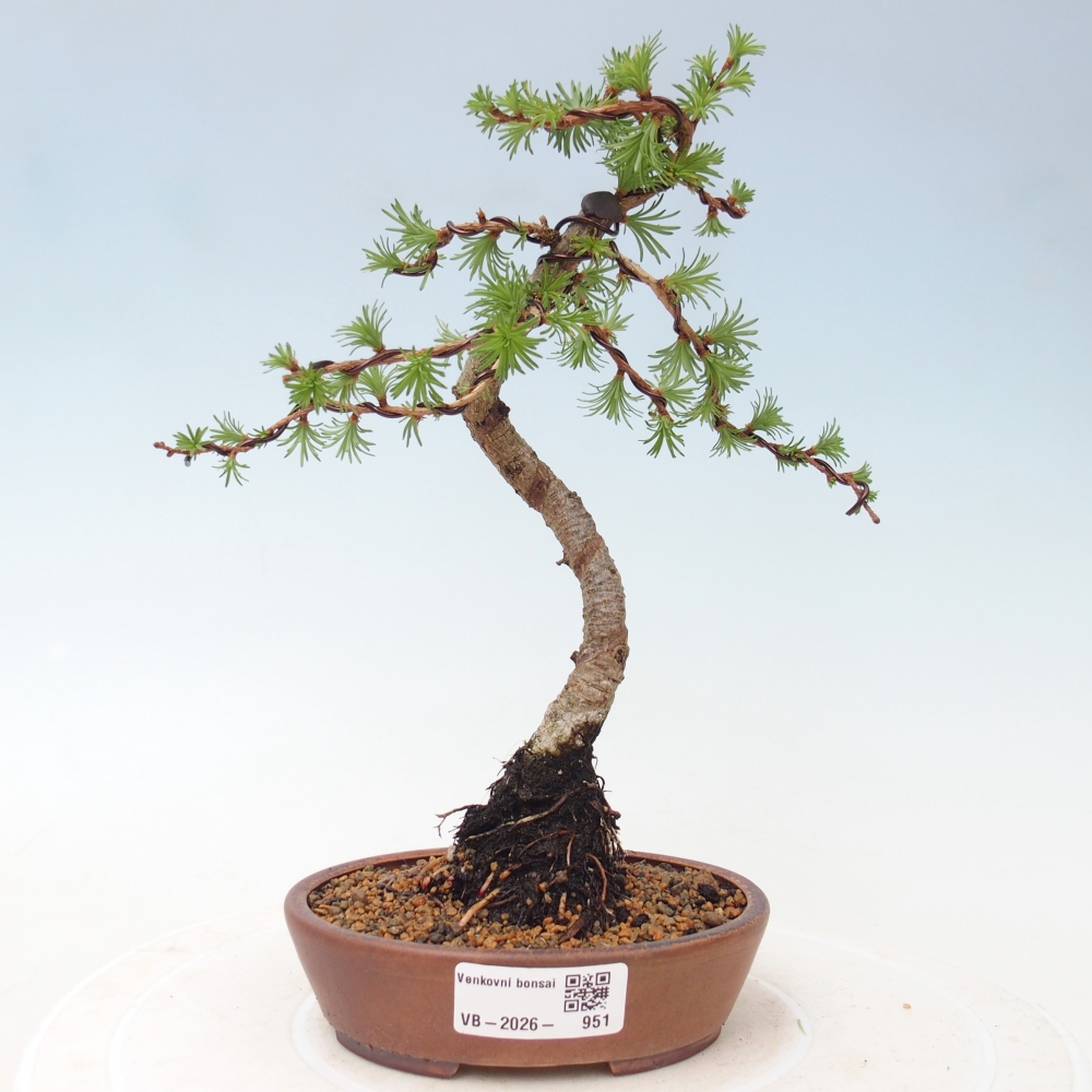 Bonsai für draußen - Larix Kaempferi - Japanische Lärche