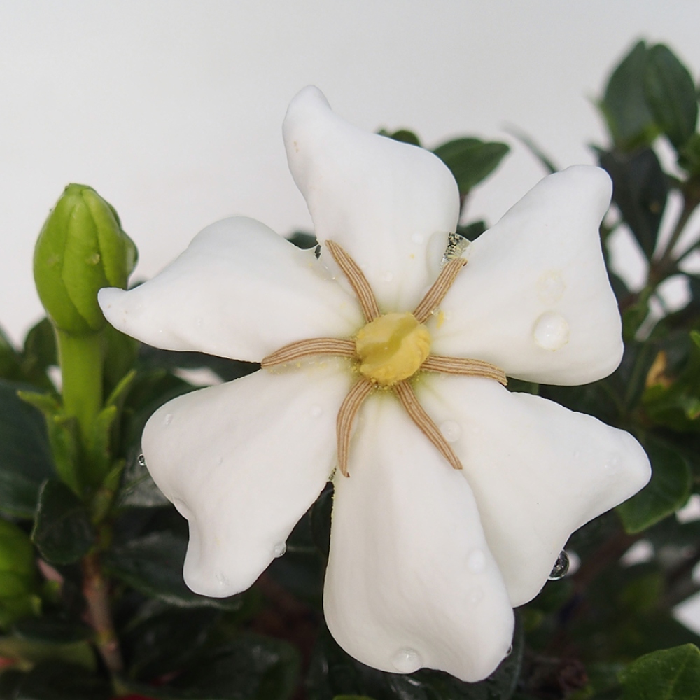 Zimmer bonsai - Gardenia jasminoides-Gardenie