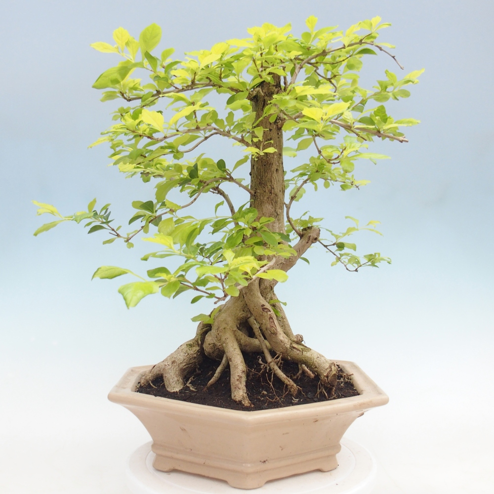 Zimmerbonsai - Duranta erecta Aurea - NUR PERSÖNLICHE ABHOLUNG oder Palettentransport