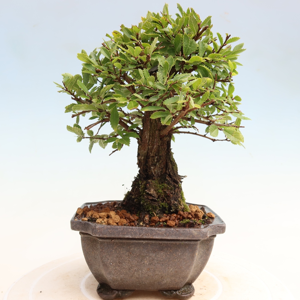 Bonsai für draußen - Zelkova - Zelkova NIRE